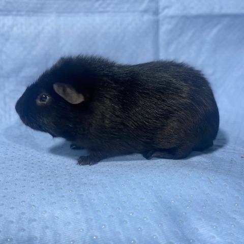 Ozzy, Adoptable, Young Male Rat.