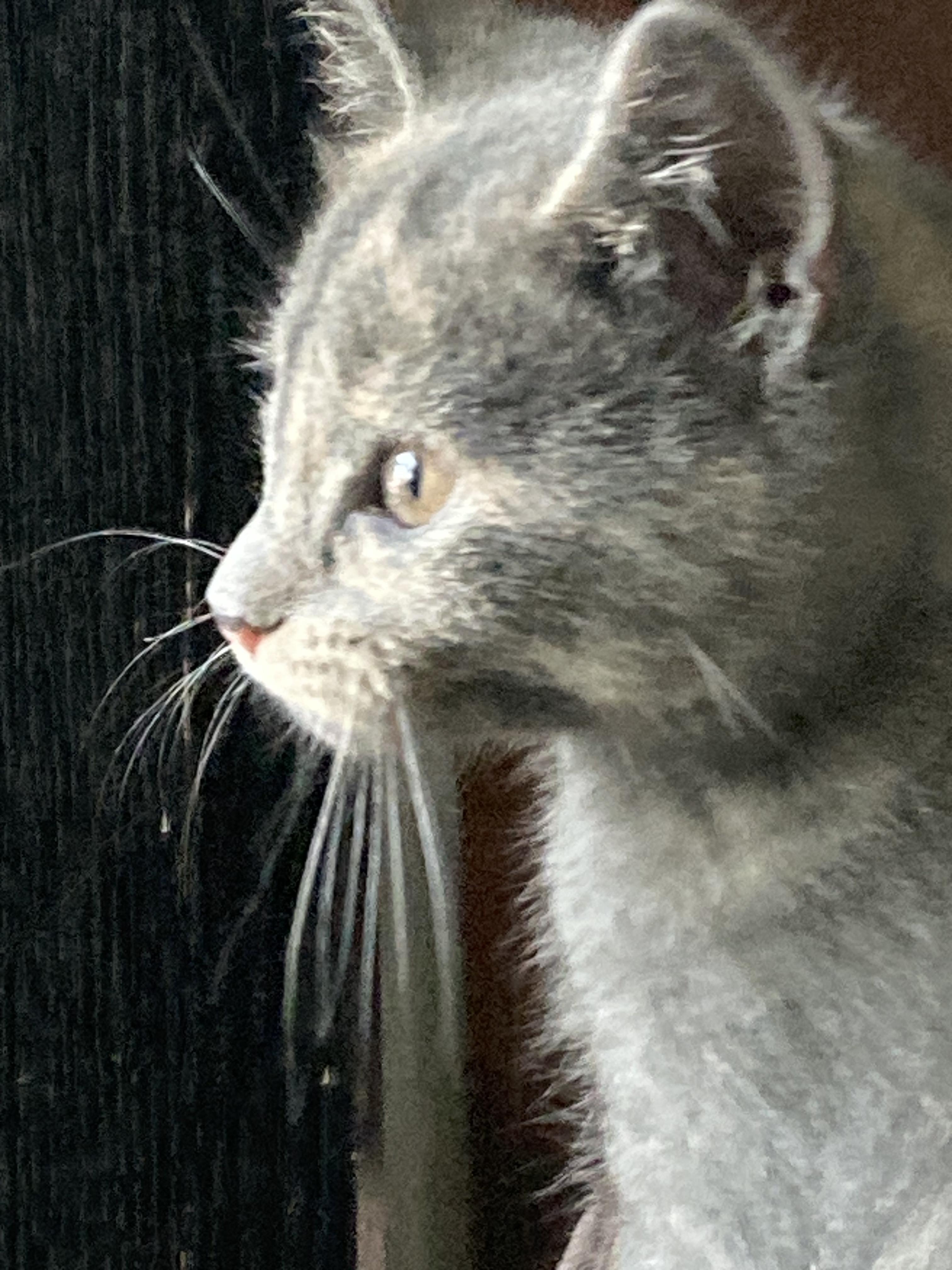 Enlarge Calliope, a Adoptable Domestic Short Hair in Longmont, CO image 1/2