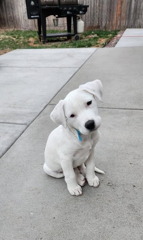 Sprite, a Adoptable mixed breed in Colorado Springs, CO image 1/4