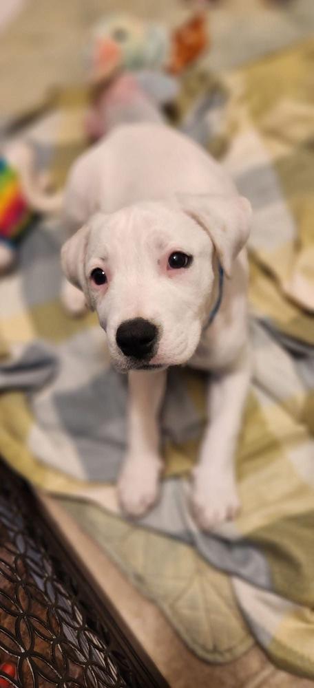 Sprite, a Adoptable mixed breed in Colorado Springs, CO image 2/4