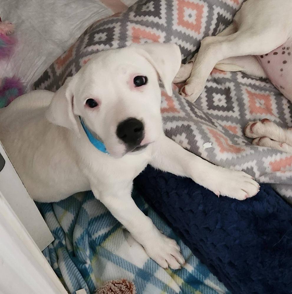 Sprite, a Adoptable mixed breed in Colorado Springs, CO image 3/4