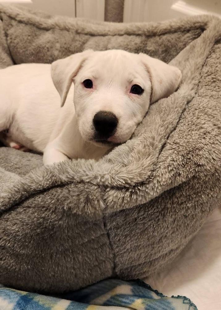 Sprite, a Adoptable mixed breed in Colorado Springs, CO image 4/4