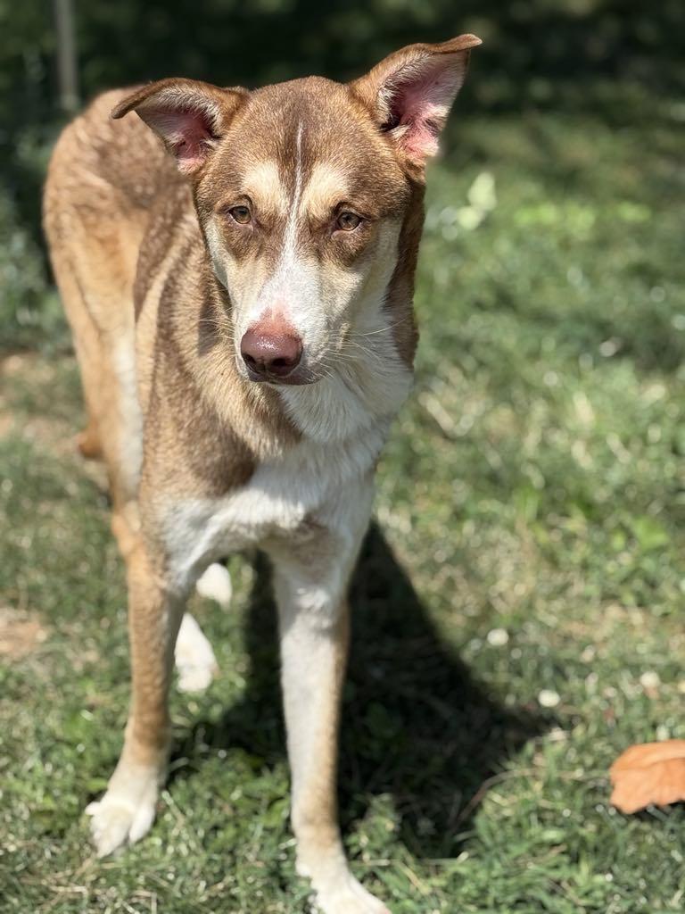 Enlarge Gabe (in a FOSTER home), a Adopted mixed breed in Springfield, IL image 3/3