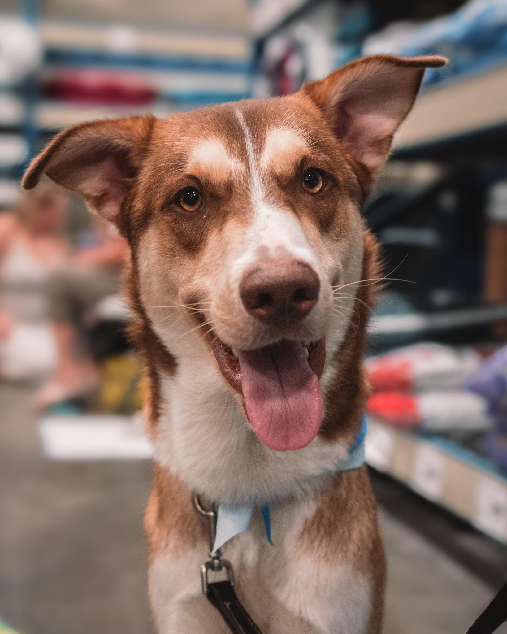 Gabe (in a FOSTER home), Adopted, Young Male Husky & Mixed Breed.