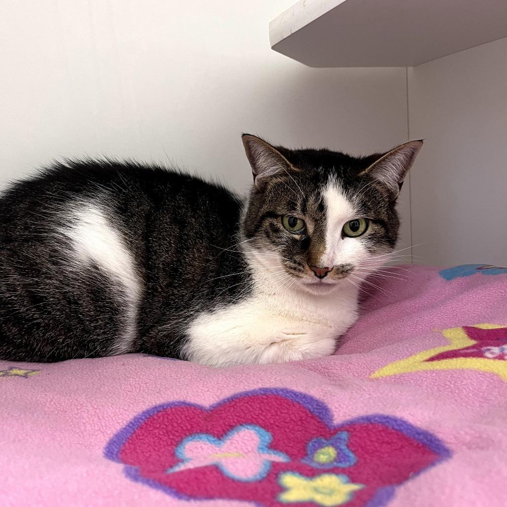 Tuna, Adoptable, Adult Female Domestic Short Hair.