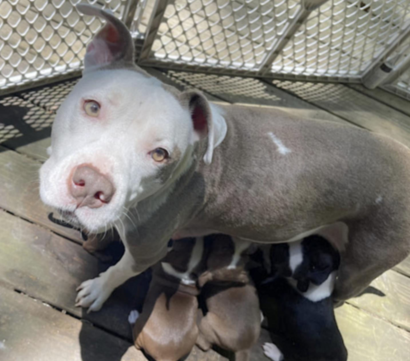 Myrtle, a Adoptable Staffordshire Bull Terrier in Charlotte, NC image 4/6