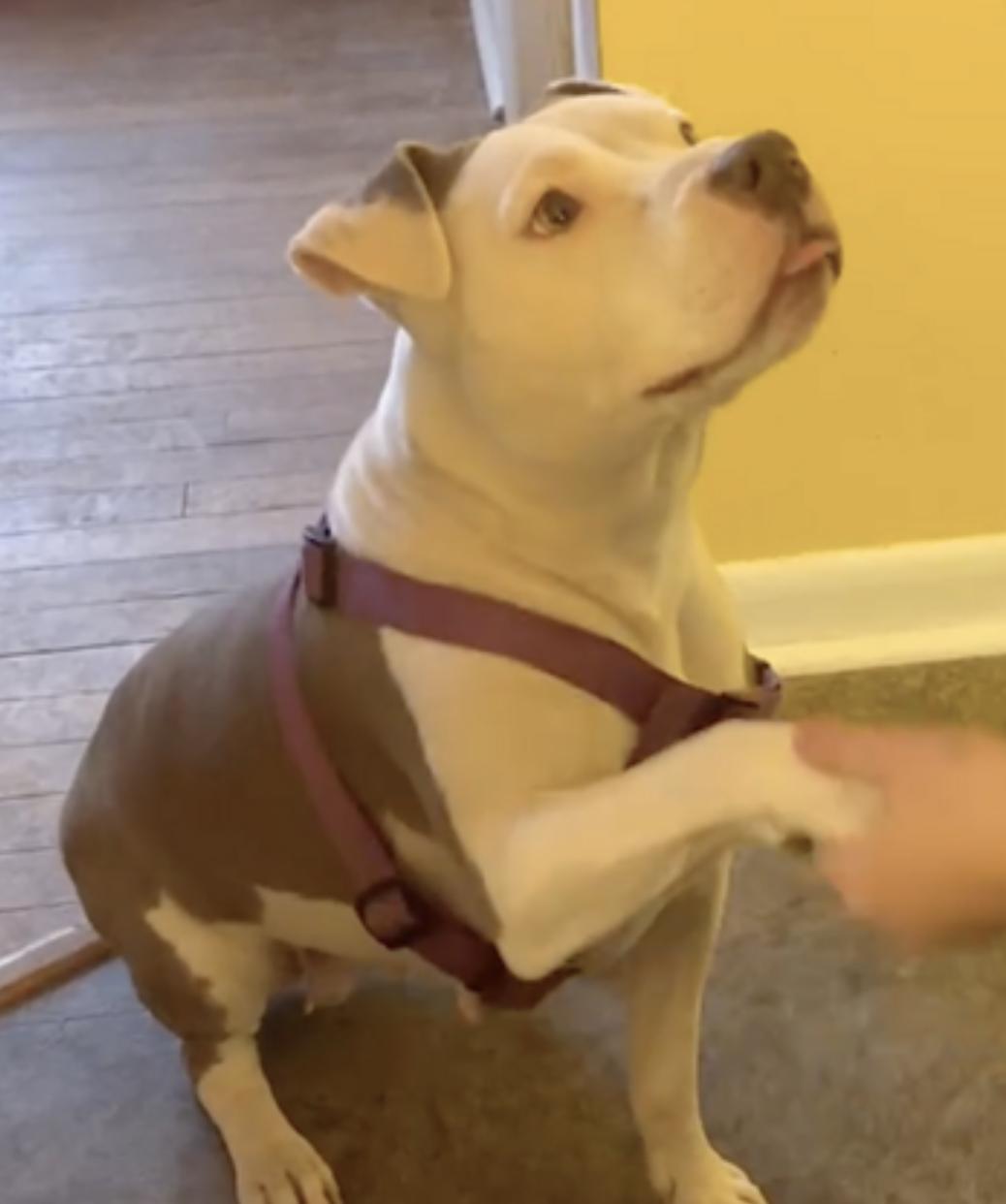 Myrtle, a Adoptable Staffordshire Bull Terrier in Charlotte, NC image 6/6