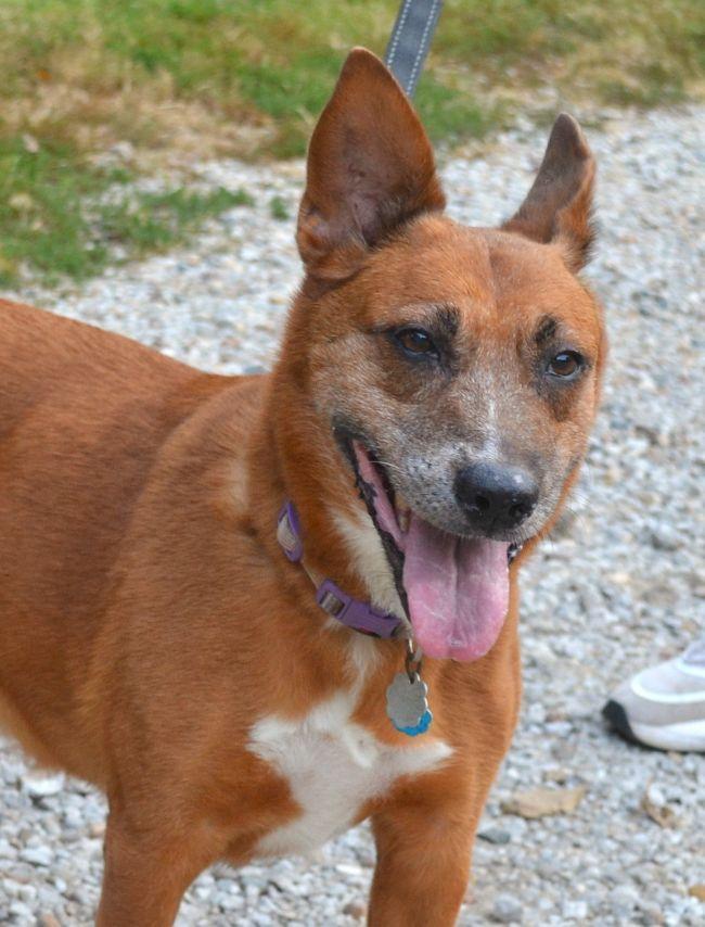 Enlarge Jenny, a Adoptable mixed breed in Parkville, MO image 5/5