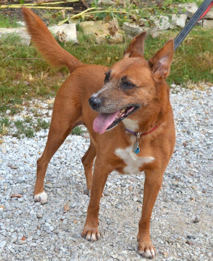 Enlarge Jenny, a Adoptable mixed breed in Parkville, MO image 2/5