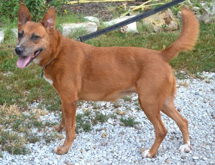 Enlarge Jenny, a Adoptable mixed breed in Parkville, MO image 4/5
