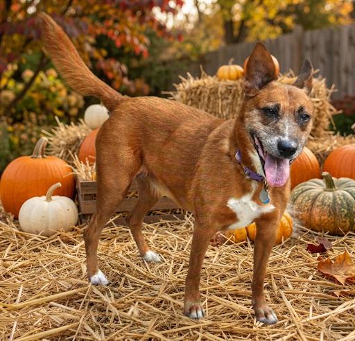 Enlarge Jenny, a Adoptable mixed breed in Parkville, MO image 1/5
