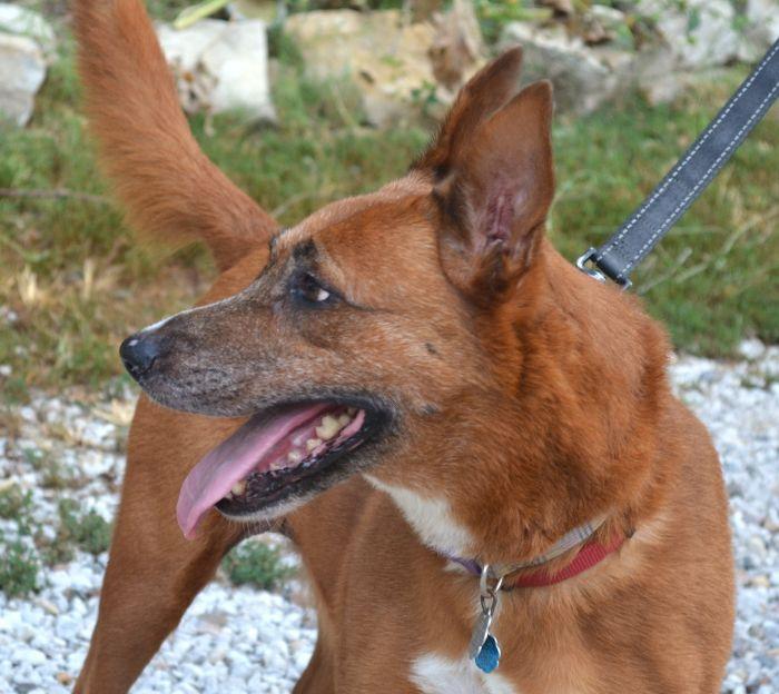 Enlarge Jenny, a Adoptable mixed breed in Parkville, MO image 3/5