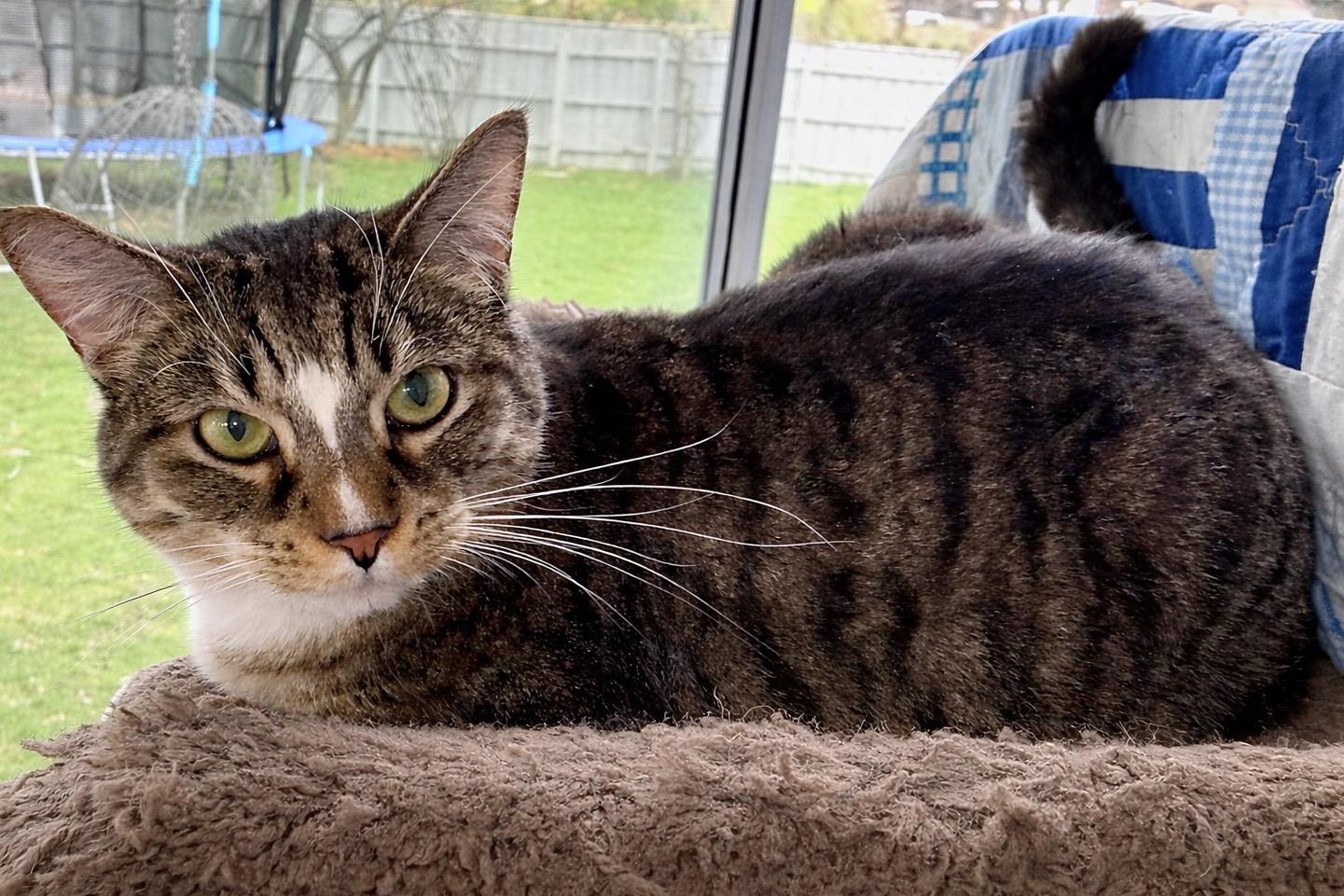 Enlarge Meara, an adoptable Domestic Short Hair in Grove City, OH image 2/2