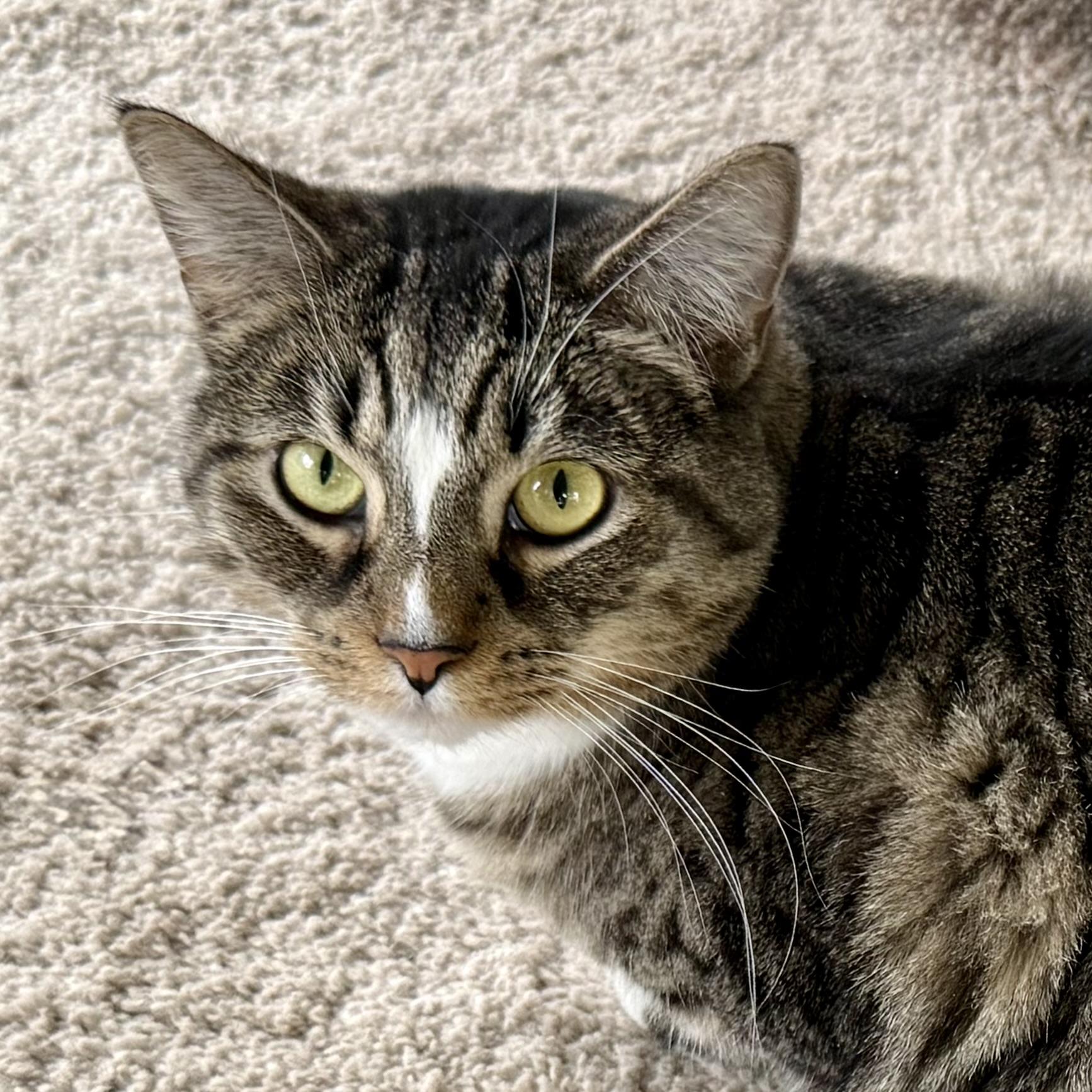 Meara, adoptable, Adult Female Domestic Short Hair.