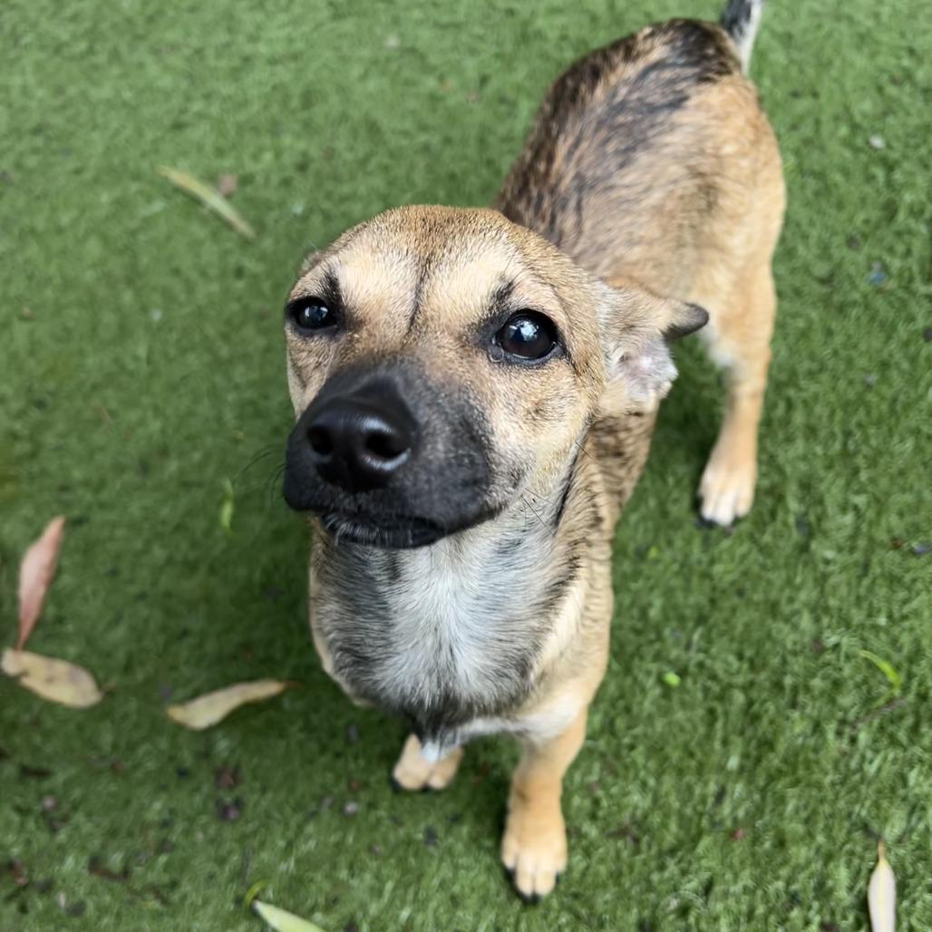 Fox, Adoptable, Puppy Female Chihuahua & Terrier.
