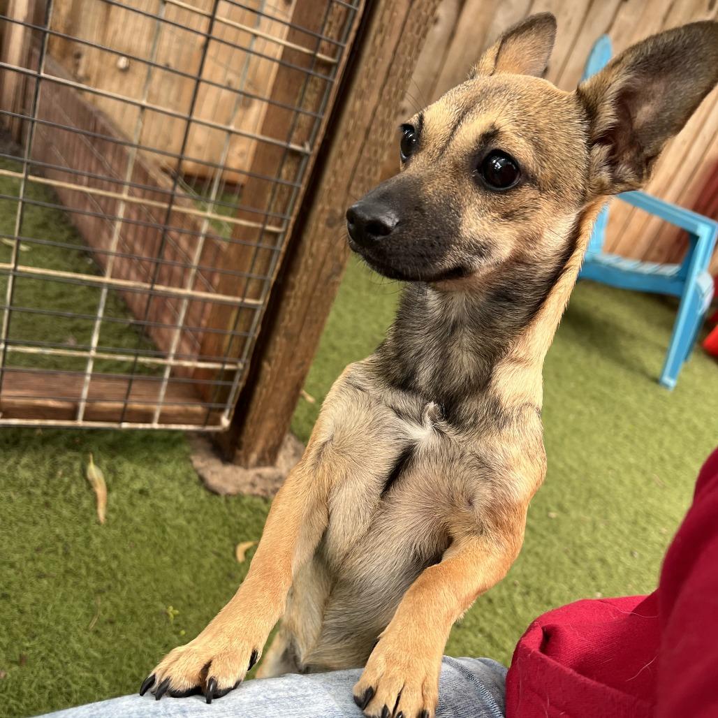 Fox, Adoptable, Puppy Female Chihuahua & Terrier.
