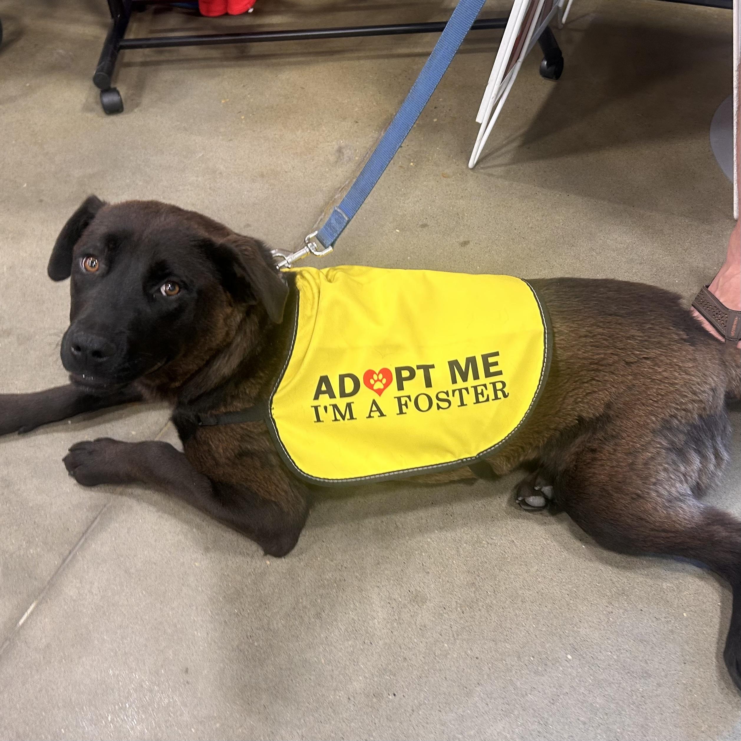 Enlarge Goldie, an adopted mixed breed in Edmonton, AB image 3/6