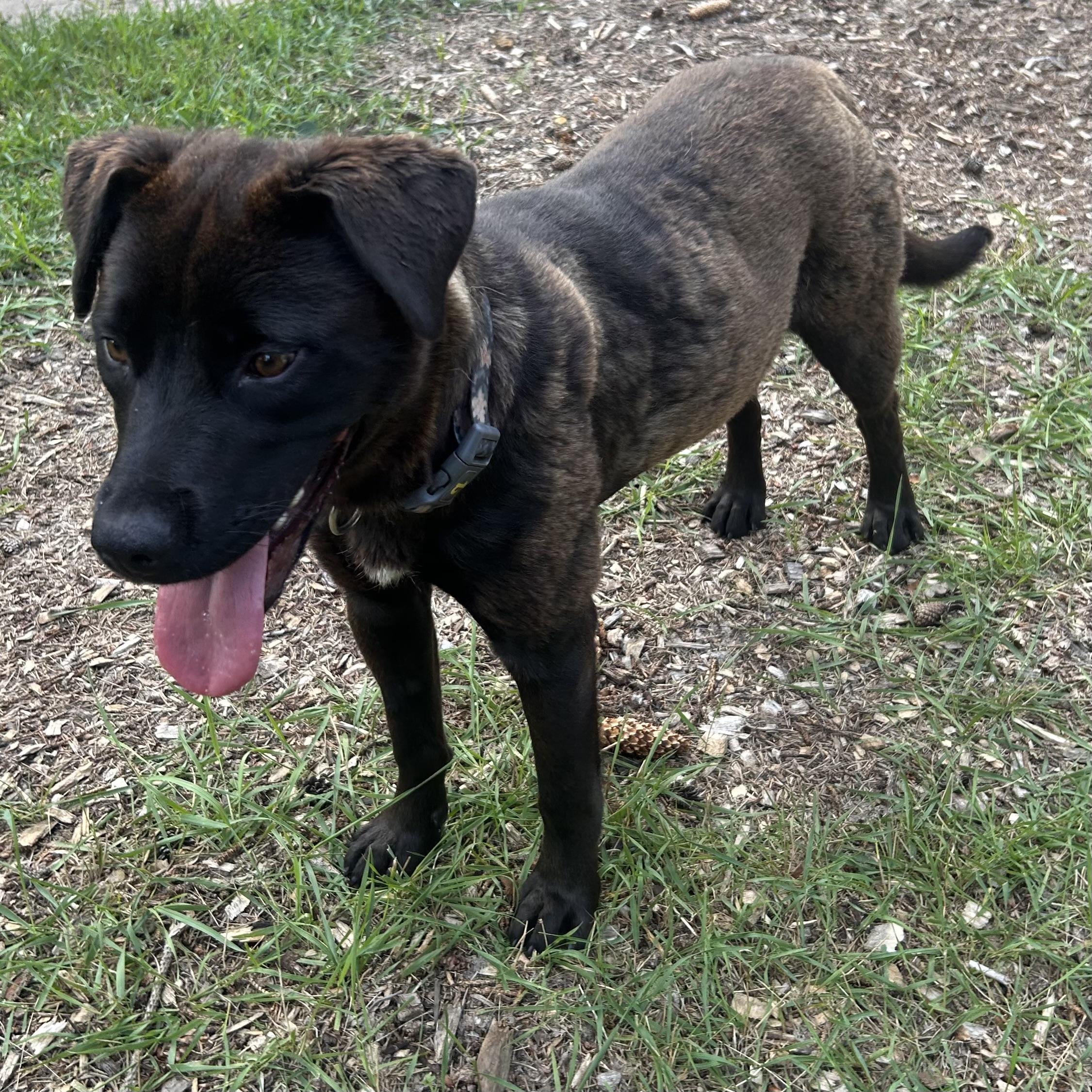 Enlarge Goldie, an adopted mixed breed in Edmonton, AB image 6/6