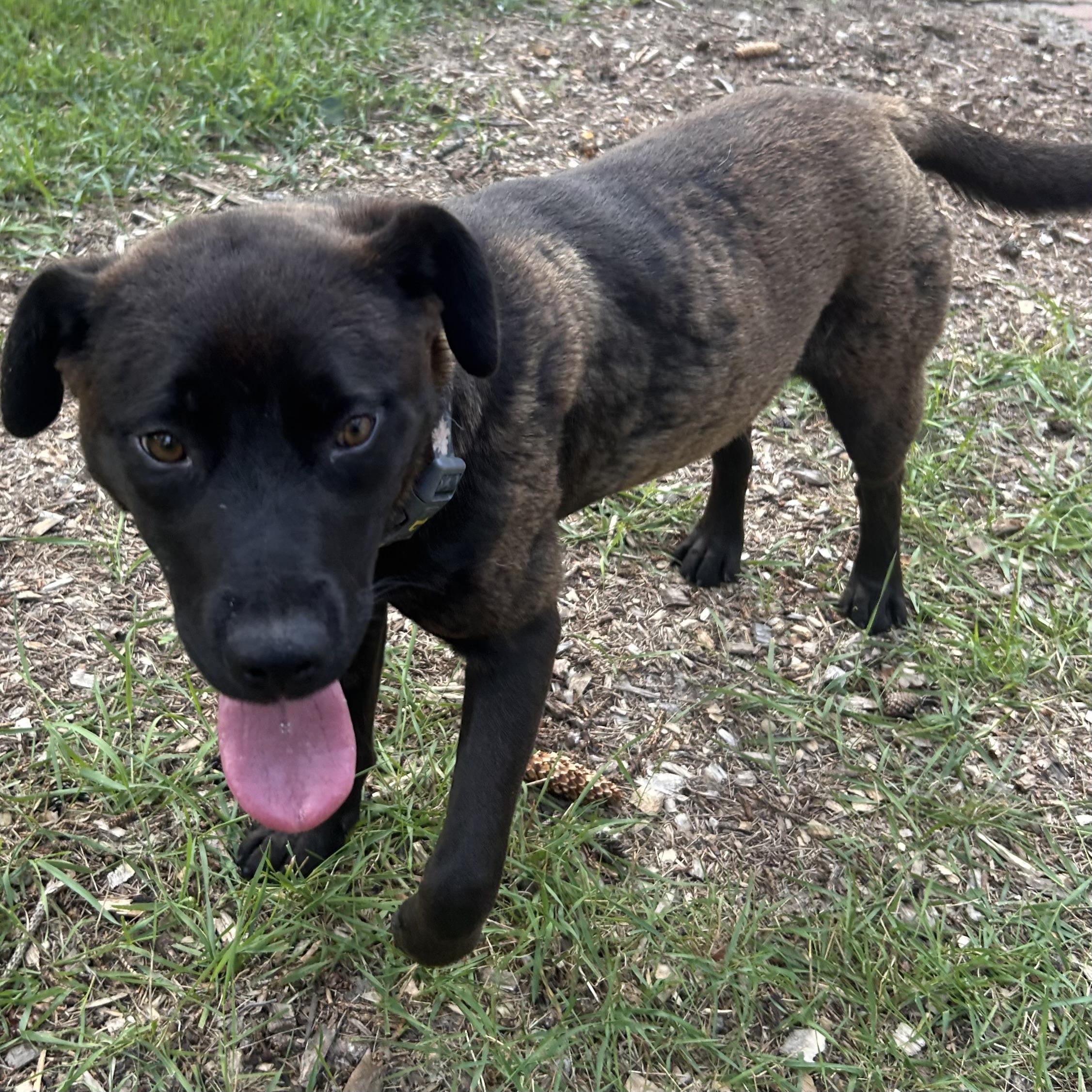 Goldie, adopted, Young Female Black Labrador Retriever & Husky.