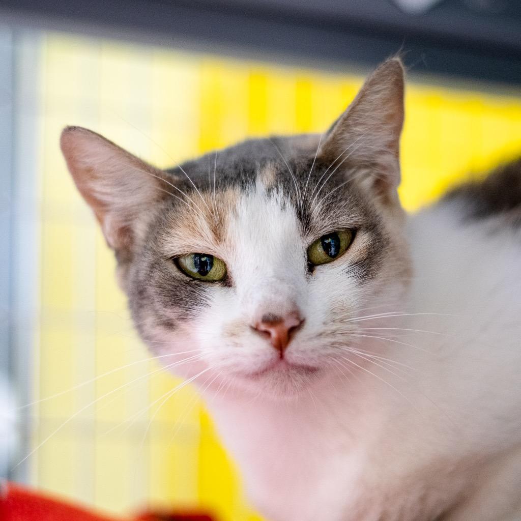 Hazel, Adoptable, Adult Female Domestic Short Hair.