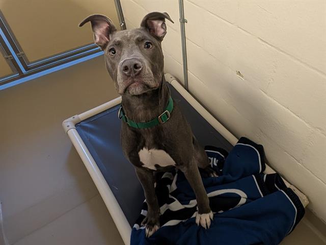 BRUCE, Adoptable, Young Male Pit Bull Terrier.