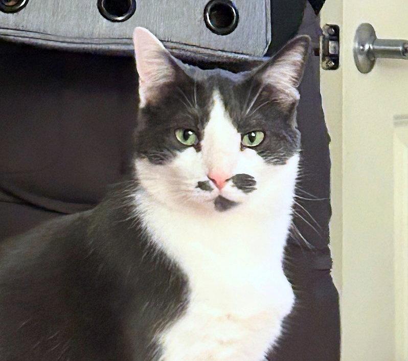 OLIVER #2016 - Offered by Owner- Outgoing Male, Adoptable, Adult Male Domestic Short Hair.