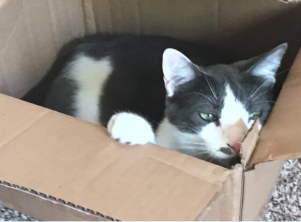 Enlarge OLIVER #2016 - Offered by Owner- Outgoing Male, a Adoptable Domestic Short Hair in Hillsboro, OR image 2/3