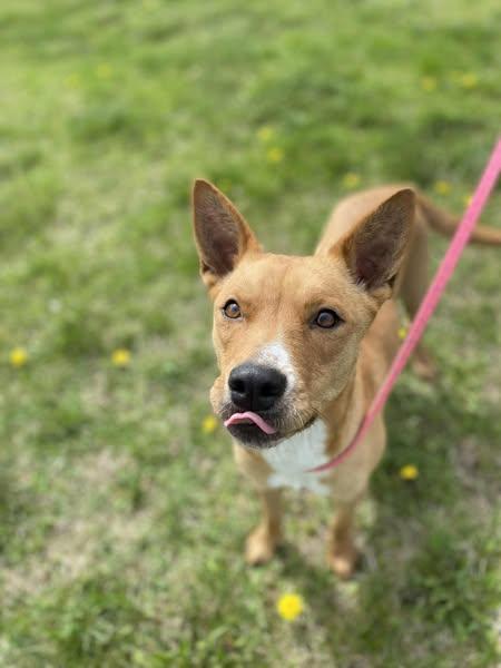 Honey, Adopted, Adult Female Shepherd & Carolina Dog.