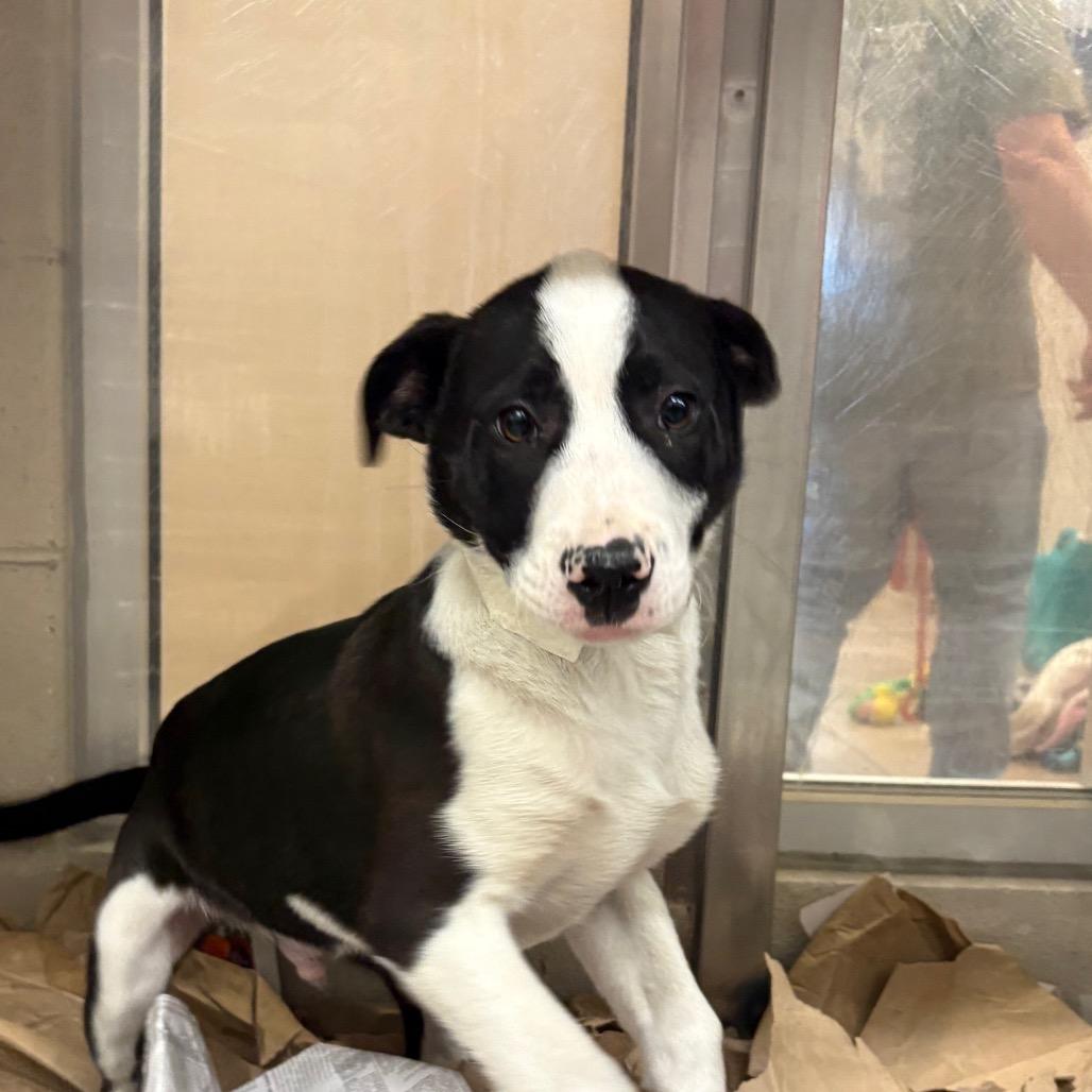 Junior, Adoptable, Puppy Male Anatolian Shepherd.