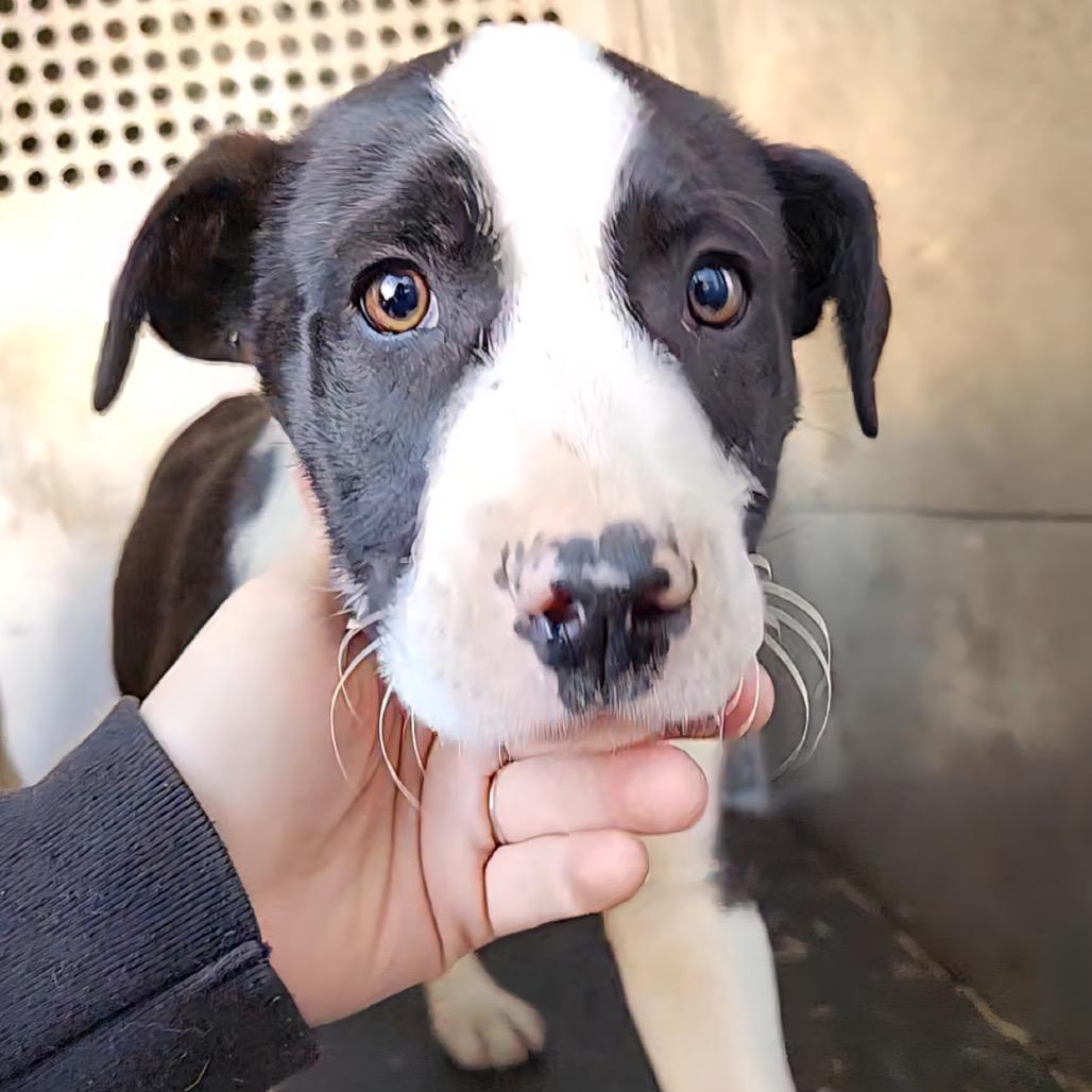 Enlarge Junior, a Adoptable mixed breed in Birmingham, AL image 2/2