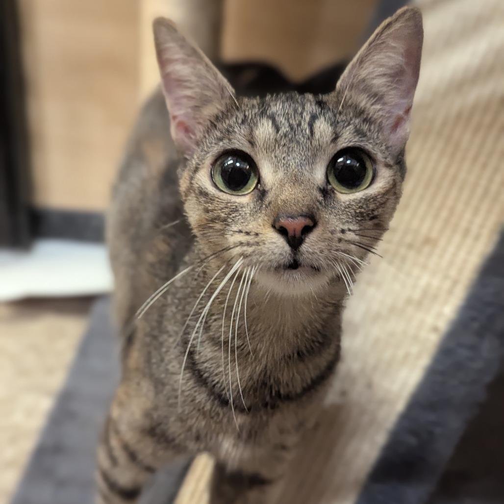 Lorelei, Adoptable, Adult Female Domestic Short Hair.