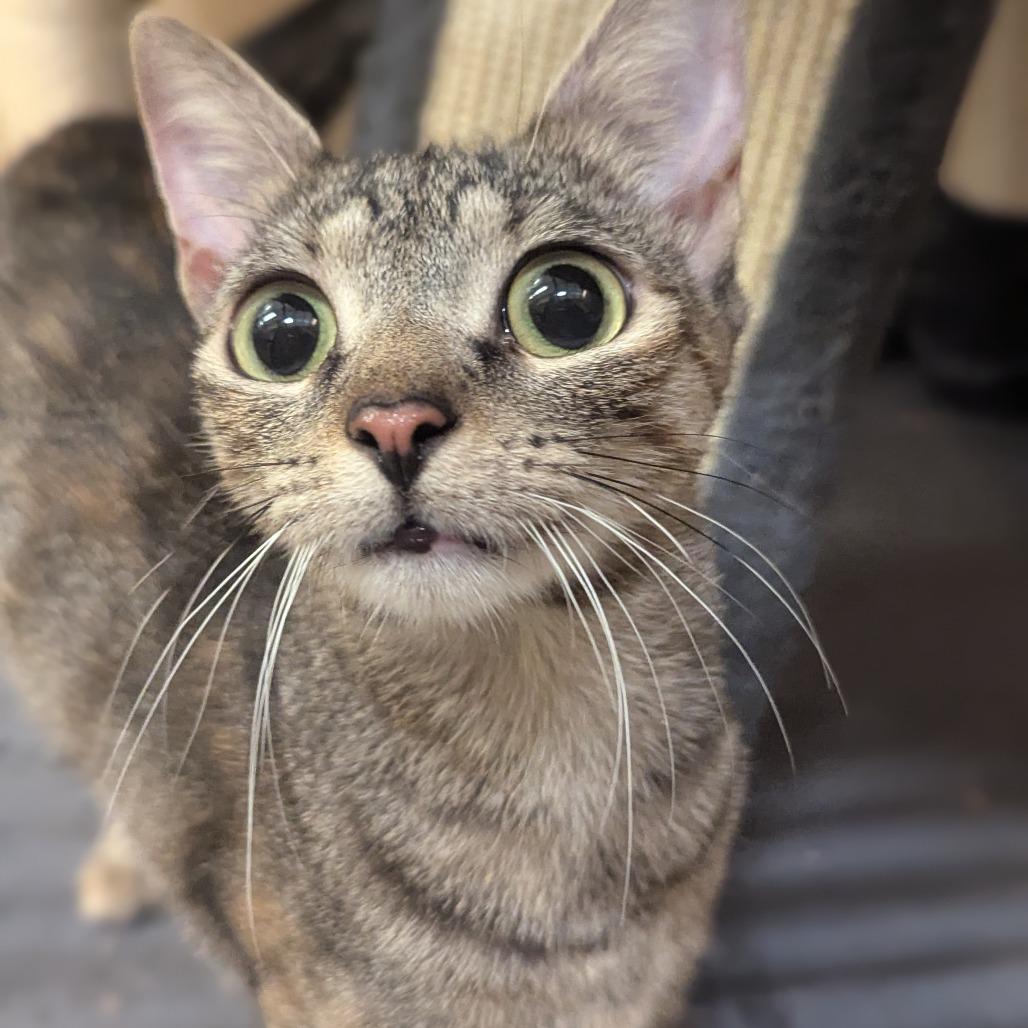 Enlarge Lorelei, a Adoptable Domestic Short Hair in Medford, NJ image 3/3