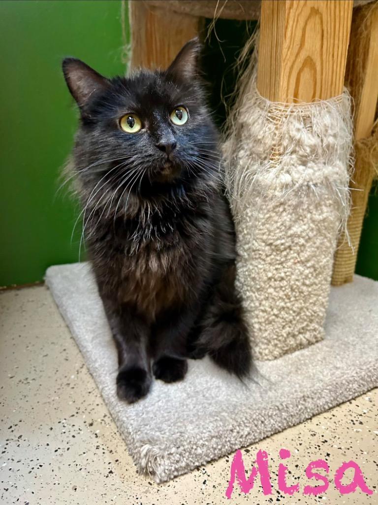 Misa, Adoptable, Adult Female Domestic Long Hair.