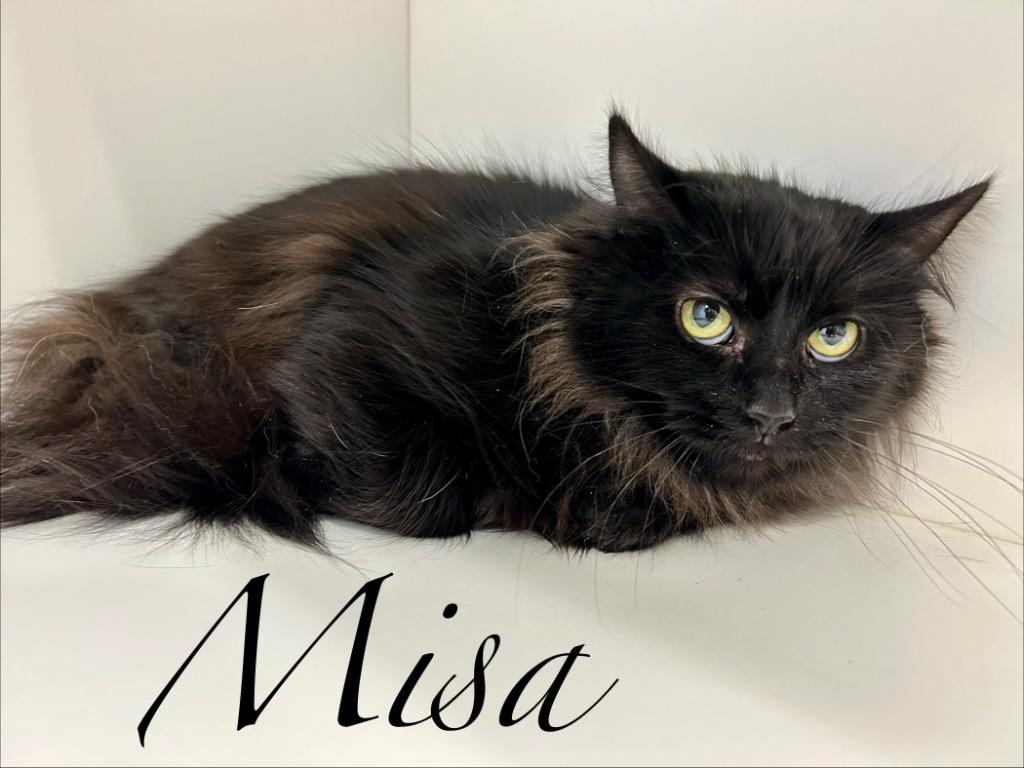 Misa, Adoptable, Adult Female Domestic Long Hair.