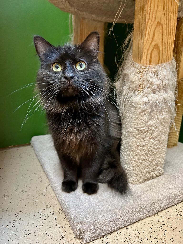 Enlarge Misa, a Adoptable mixed breed in West Union, OH image 3/4