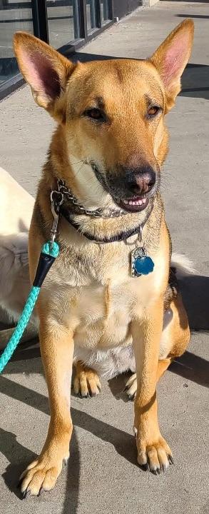 Enlarge Dakota, an adopted German Shepherd Dog in Richboro, PA image 2/3
