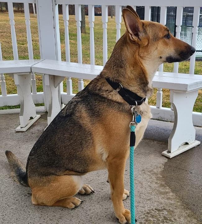 Dakota, ADOPTABLE, Adult Female German Shepherd Dog.