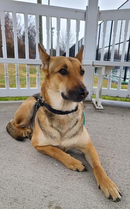 Enlarge Dakota, an adopted German Shepherd Dog in Richboro, PA image 3/3