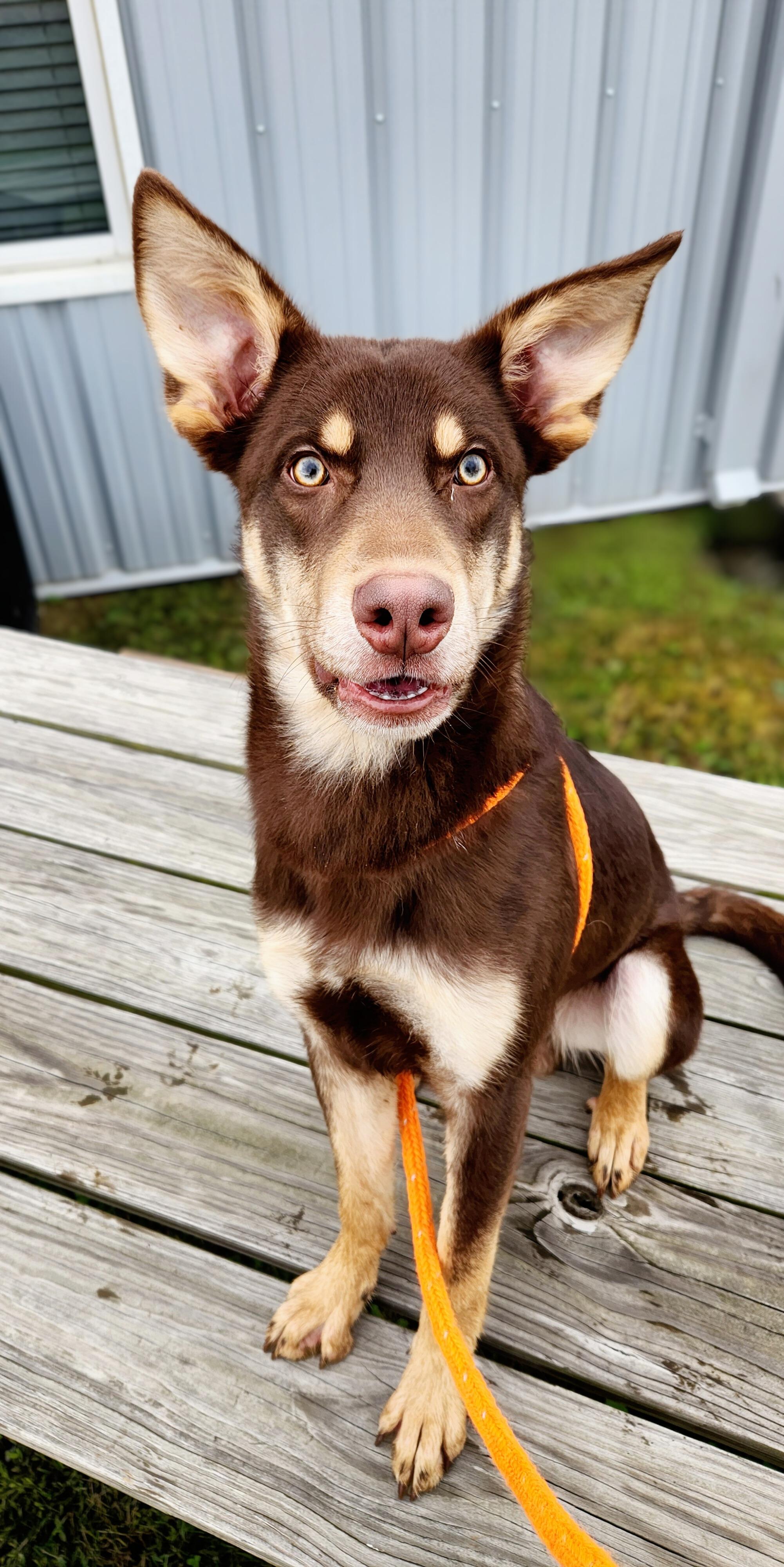 Enlarge Rusty, a ADOPTABLE mixed breed in Greenville, KY image 1/3