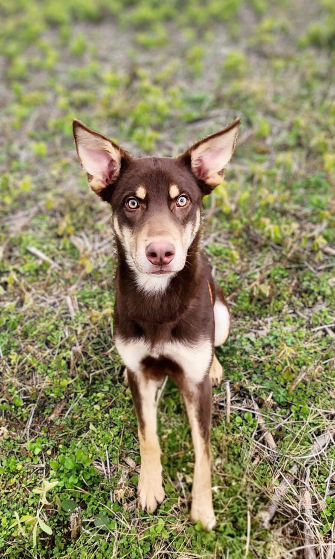 Enlarge Rusty, a ADOPTABLE mixed breed in Greenville, KY image 2/3