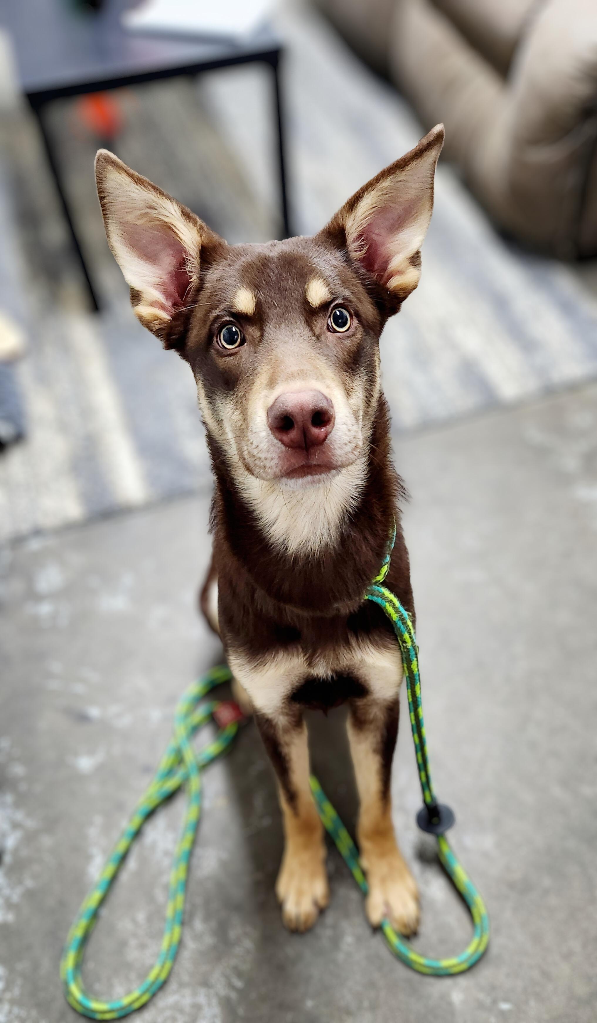 Enlarge Rusty, a ADOPTABLE mixed breed in Greenville, KY image 3/3