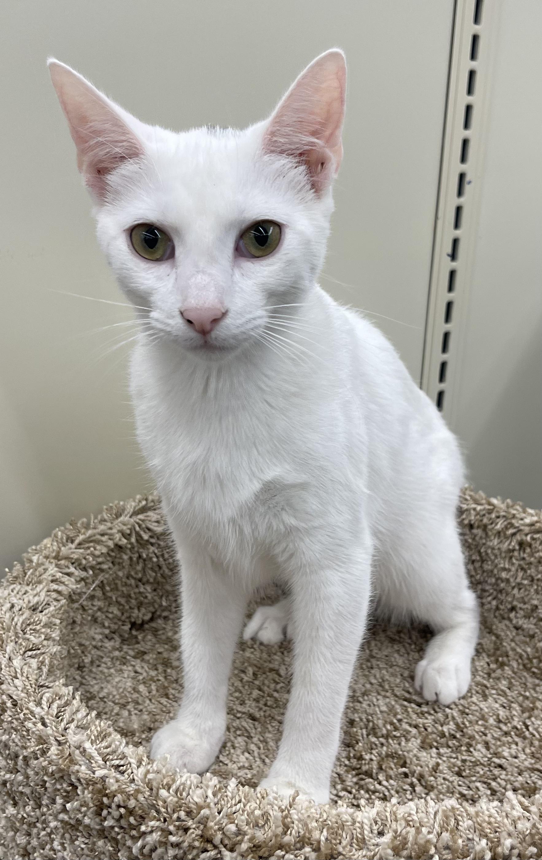 Sudoku-Portofino PetSmart