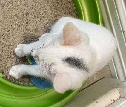 Sudoku-Portofino PetSmart