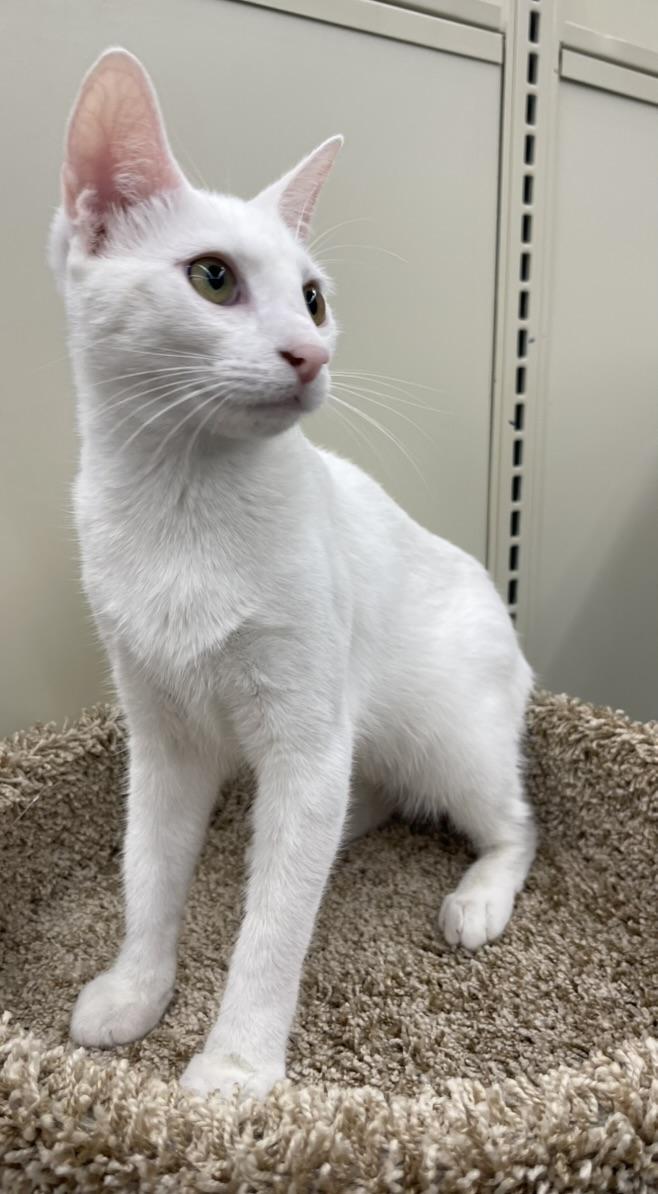 Sudoku-Portofino PetSmart