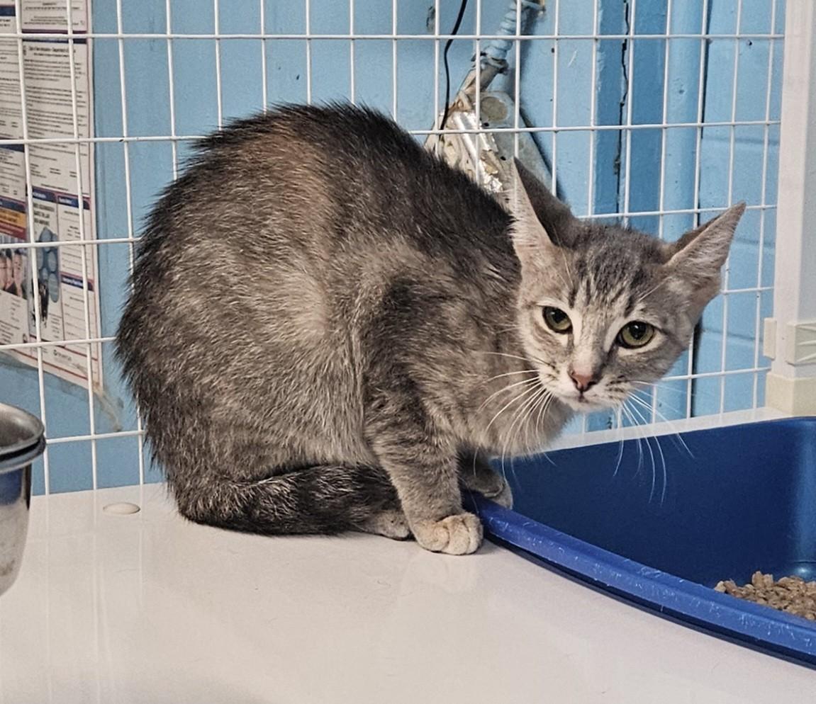 Furrgie, ADOPTABLE, Adult Female Domestic Short Hair.