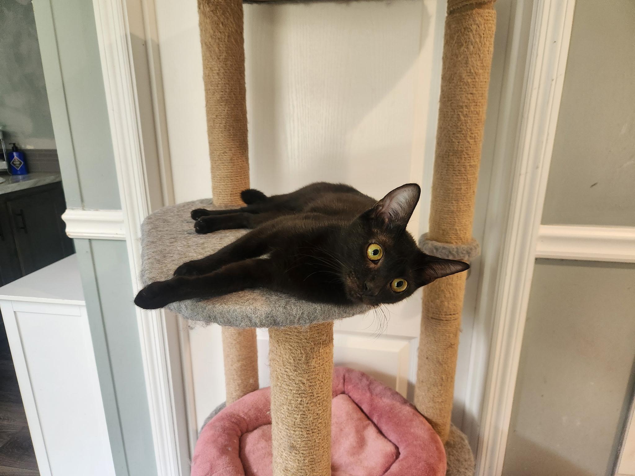 Enlarge Whitney, an adopted Domestic Short Hair in Statesboro, GA image 2/2