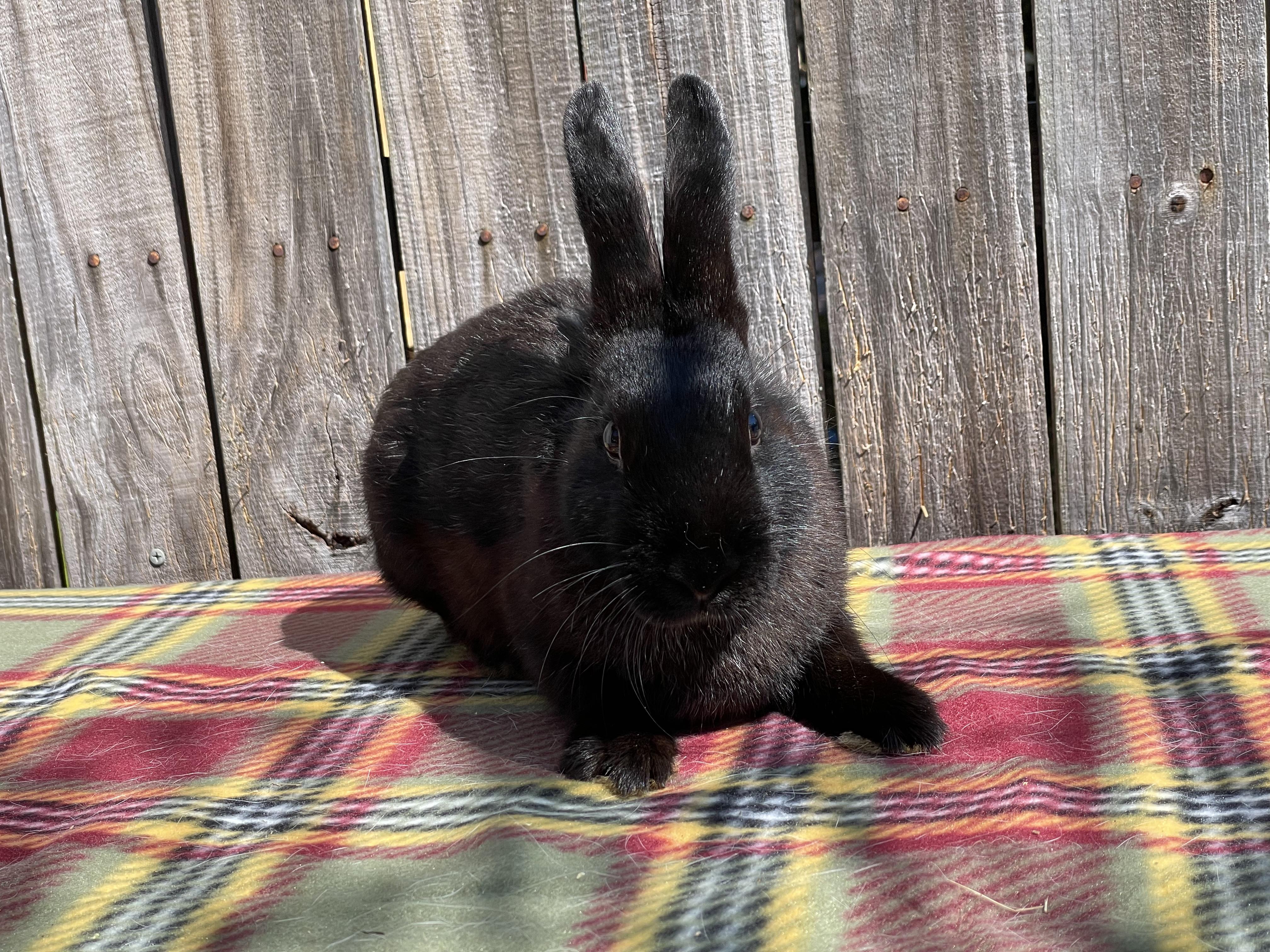 Travis (& Theodore), a Adopted Dwarf in Holiday, FL image 1/6