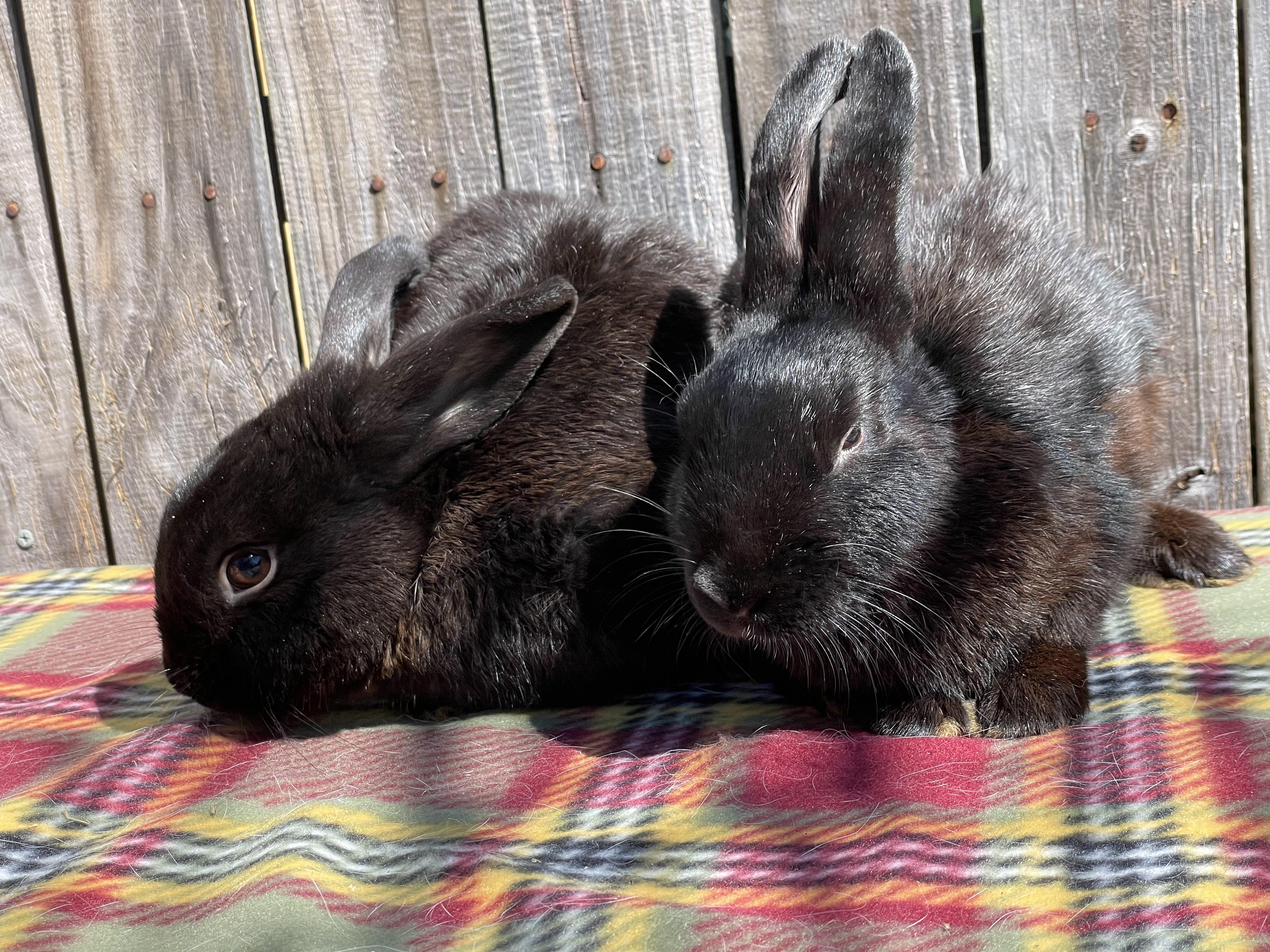Travis (& Theodore), a Adopted Dwarf in Holiday, FL image 2/6