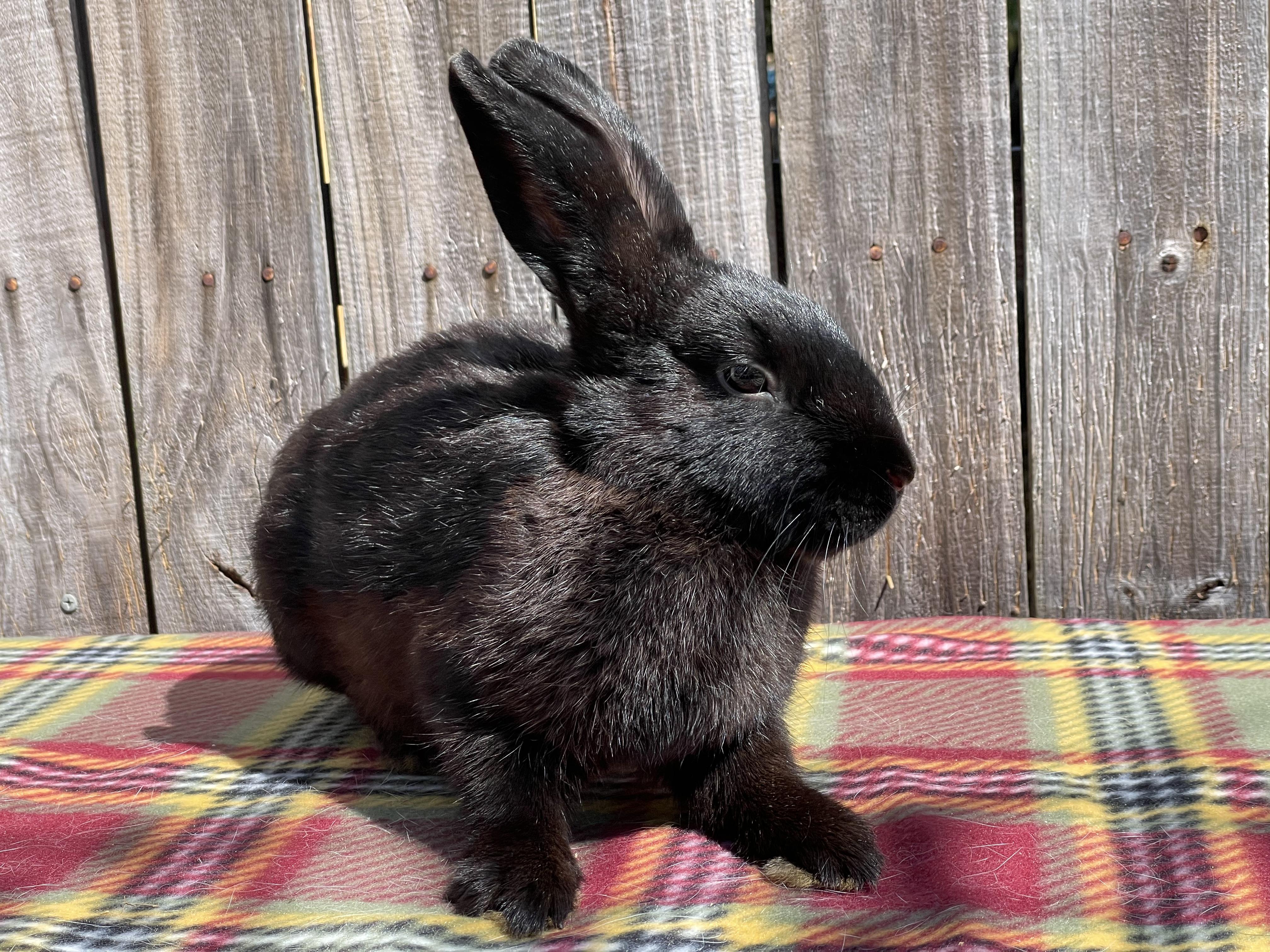 Travis (& Theodore), a Adopted Dwarf in Holiday, FL image 3/6