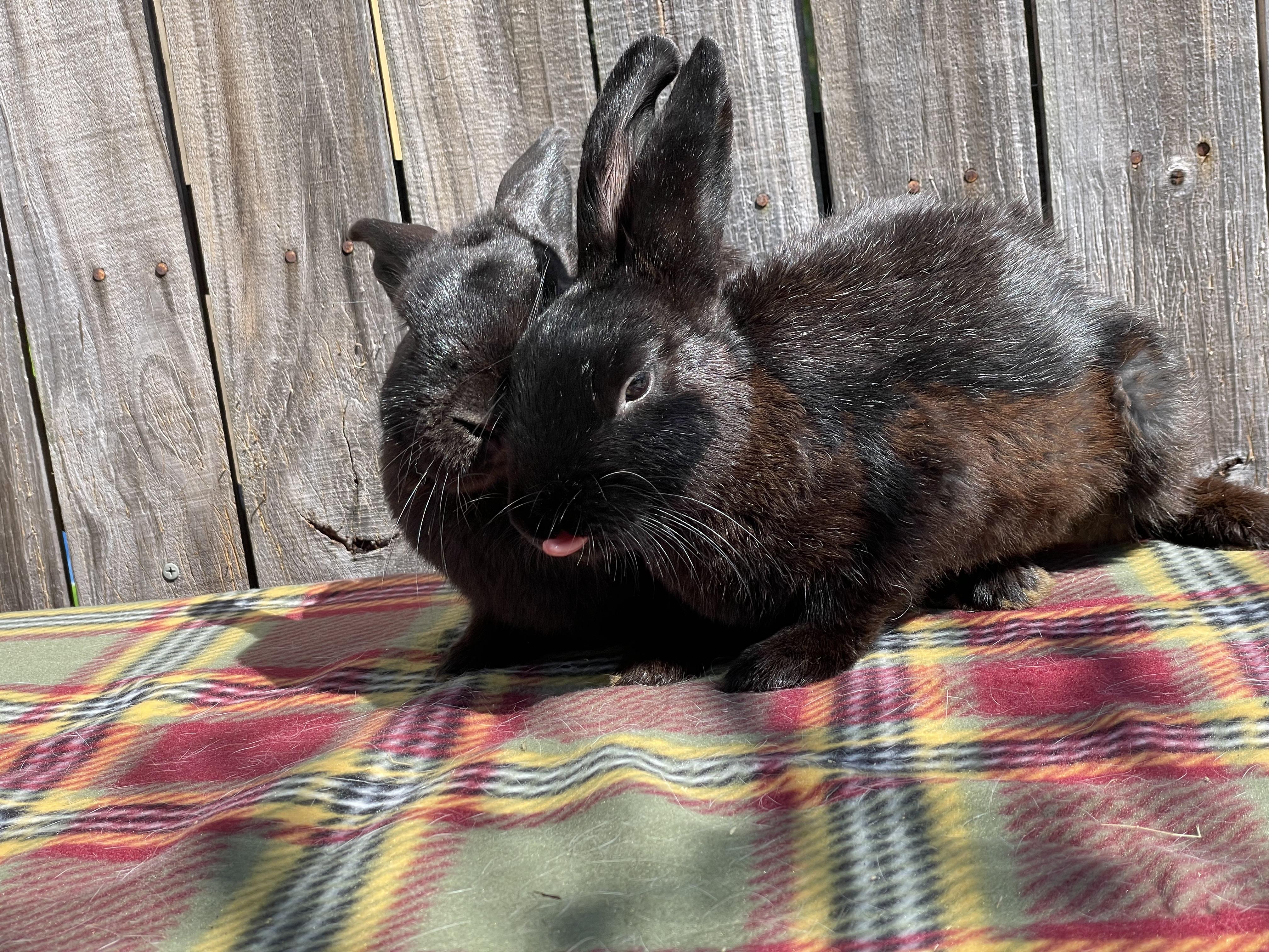 Travis (& Theodore), a Adopted Dwarf in Holiday, FL image 4/6